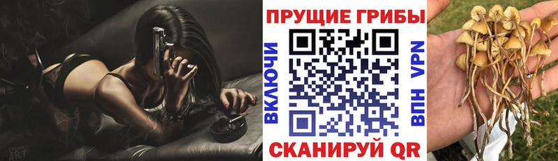 где можно купить наркотик  Спас-Деменск  Галлюциногенные грибы Psilocybine cubensis 
